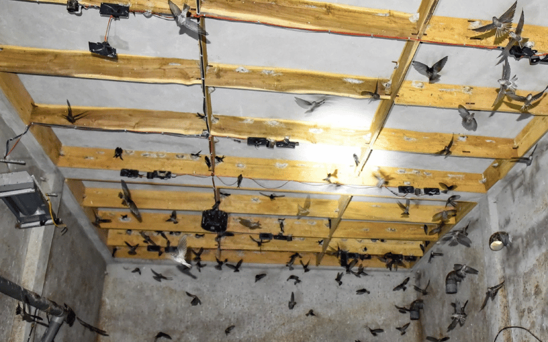 Tiêu chuẩn vàng trong thiết kế nhà yến hiện đại