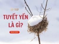 Tuyết yến là gì? - Tất tần tật những điều bạn cần biết