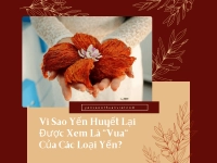 Vì Sao Yến Huyết Lại Được Xem Là 