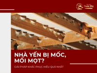 Nhà yến bị mốc, mối mọt? Giải pháp khắc phục hiệu quả