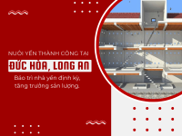 Nuôi yến thành công tại Đức Hòa, Long An: Bảo trì nhà yến định kỳ, tăng trưởng sản lượng.