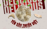 Yến tinh chế Thuần Việt – Tinh hoa được chắt lọc từ những tổ yến nguyên bản