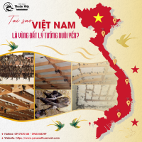 Vì sao Việt Nam là vùng đất lý tưởng để nuôi chim yến thành công?