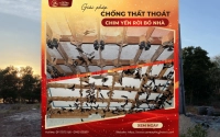 Giải pháp chống thất thoát chim yến rời bỏ nhà